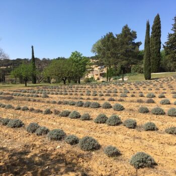 Derbousset Provence