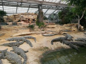 Ferme aux crocodiles