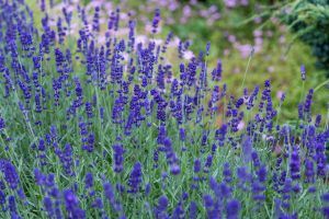 Derbousset Provence